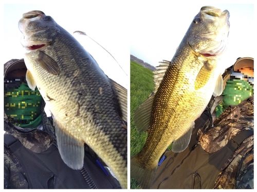 ブラックバスの釣果