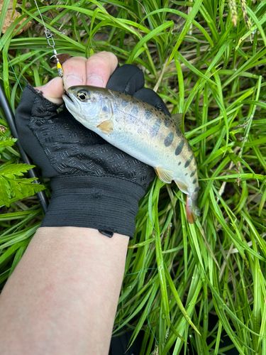 ヤマメの釣果