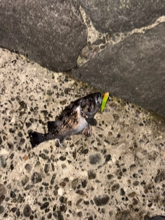 クロソイの釣果