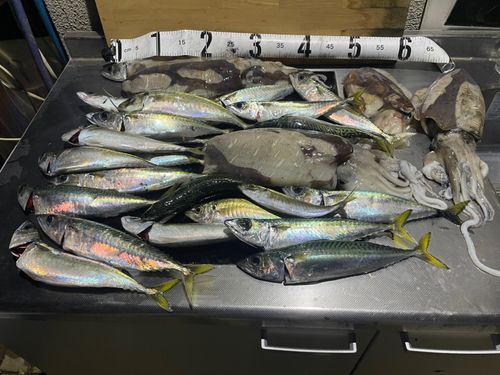 モンゴウイカの釣果