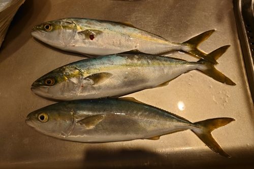 ツバイソの釣果