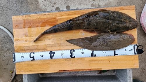 マゴチの釣果