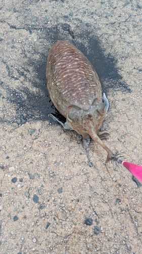 コウイカの釣果