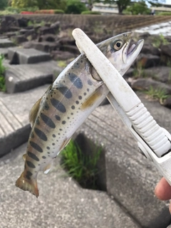 ヤマメの釣果