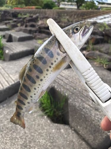 多摩川で釣れたヤマメの釣り・釣果情報 - アングラーズ | 釣果600万件
