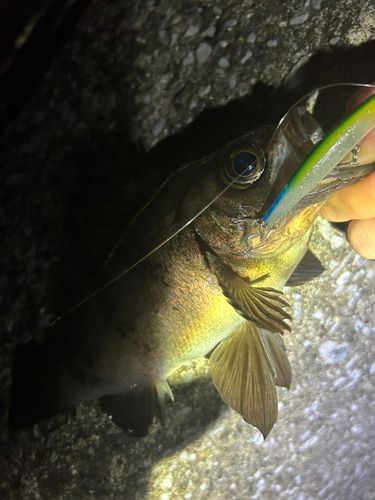シロメバルの釣果