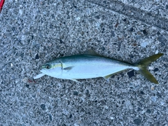 フクラギの釣果