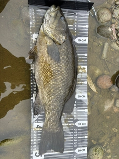 スモールマウスバスの釣果
