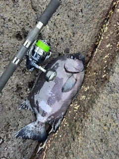イシダイの釣果