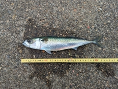 サバの釣果