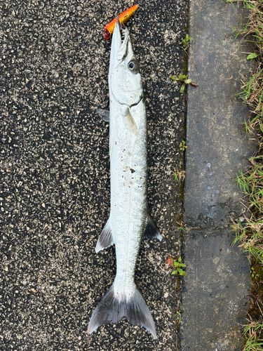 カマスの釣果