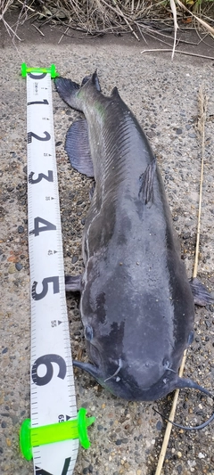 アメリカンキャットフィッシュの釣果