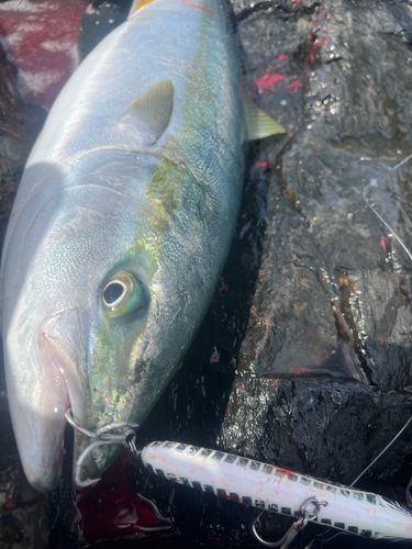 メジロの釣果
