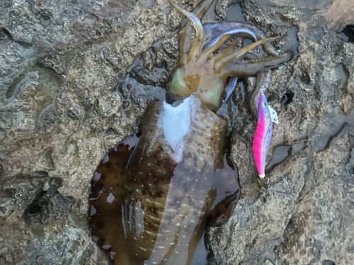 アオリイカの釣果