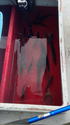カマスの釣果