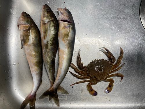 ホッケの釣果