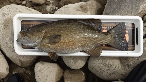 スモールマウスバスの釣果