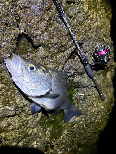 ヒラスズキの釣果