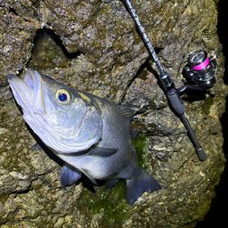 ヒラスズキの釣果・釣り情報まとめ【2026年最新】 - アングラーズ 