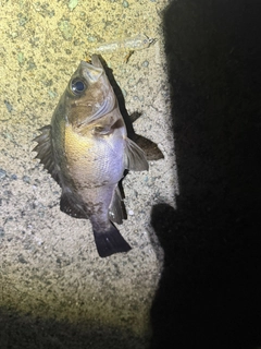 クロメバルの釣果