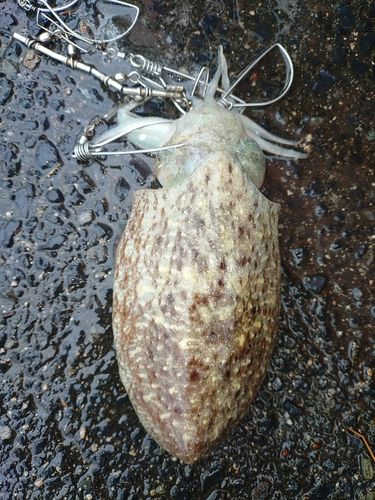 コウイカの釣果