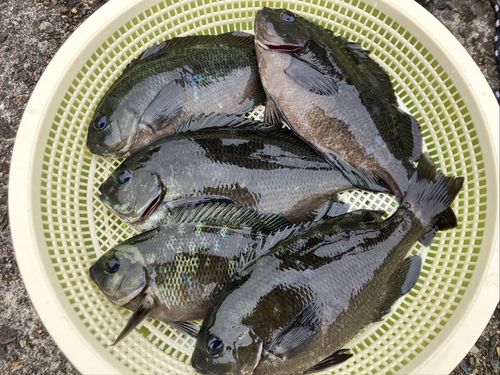 グレの釣果