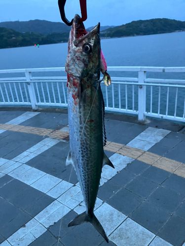 サゴシの釣果