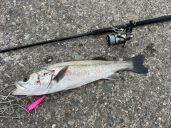 スズキの釣果