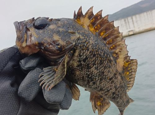 オウゴンムラソイの釣果