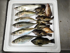 マアジの釣果