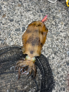 アオリイカの釣果