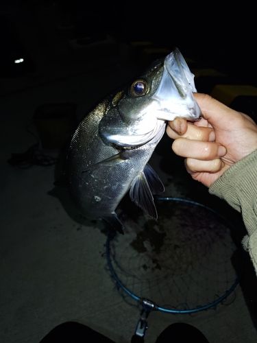 セイゴ（ヒラスズキ）の釣果