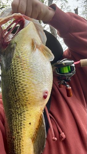 ブラックバス 猪名川下流で釣れたブラックバスの釣り・釣果情報 - アングラーズ
