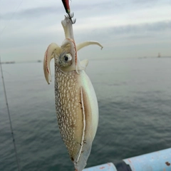 シリヤケイカの釣果