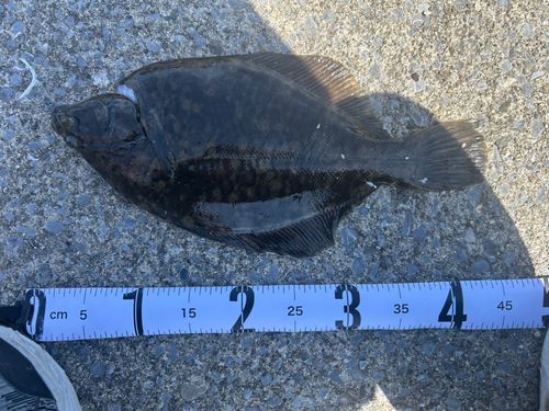 マコガレイの釣果