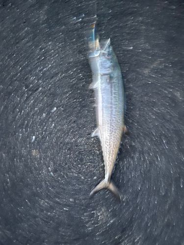 サゴシの釣果