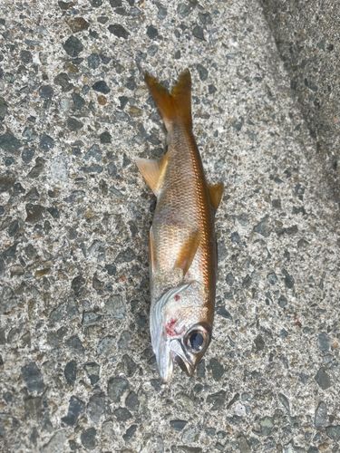 ムツの釣果