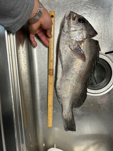 コロダイの釣果