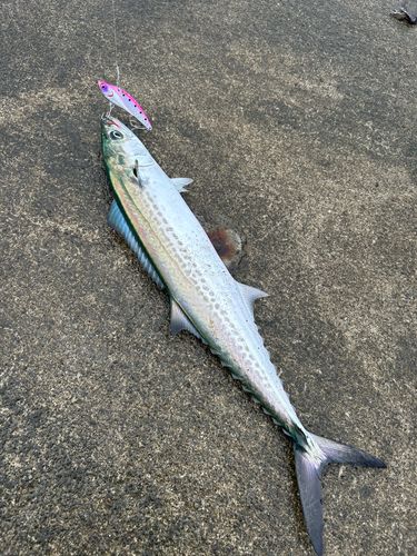 サゴシの釣果