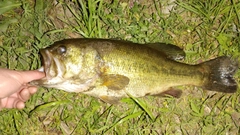 ブラックバスの釣果