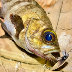メバルの釣果
