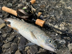 ヤマメの釣果