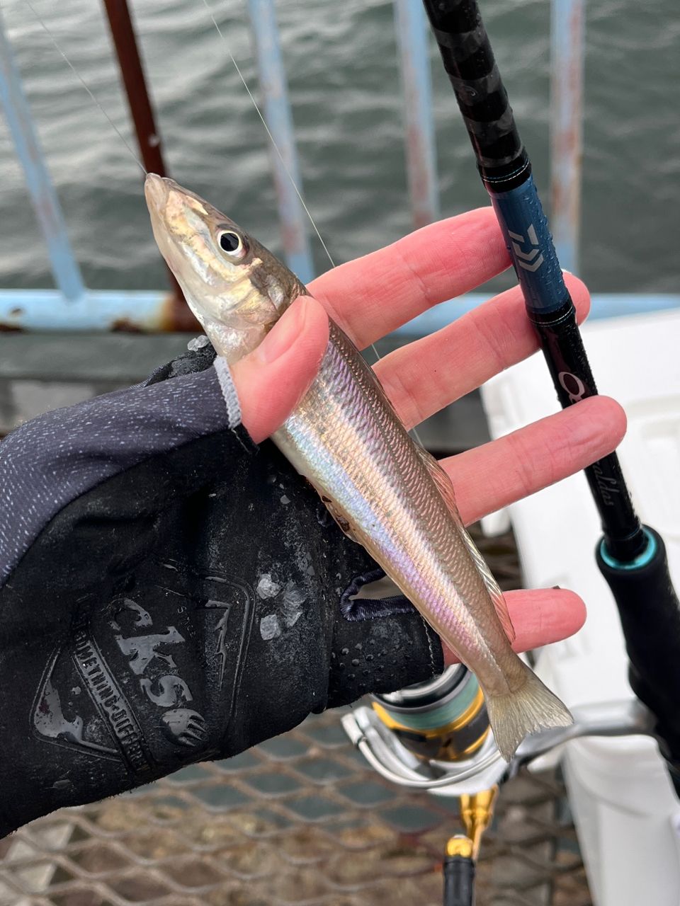 DAIWA 19エメラルダス X 86Mの最安値・インプレ・釣果 | 本音の口コミ