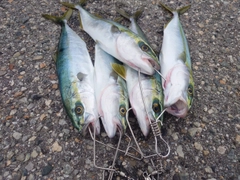 コズクラの釣果