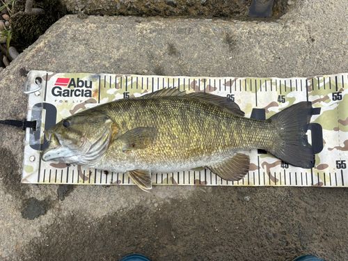 スモールマウスバスの釣果