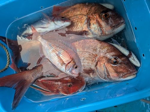 マダイの釣果