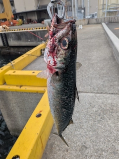 サバの釣果