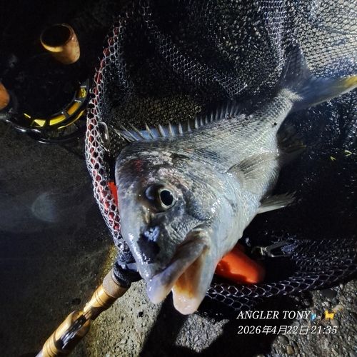 キビレの釣果