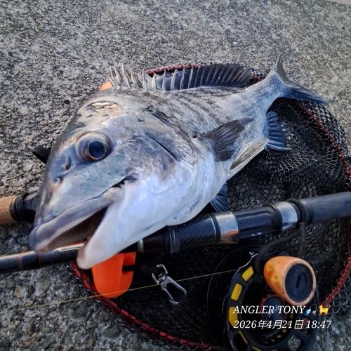 チヌの釣果