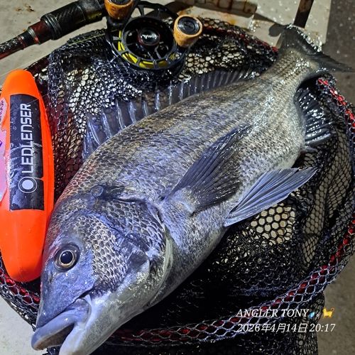 チヌの釣果